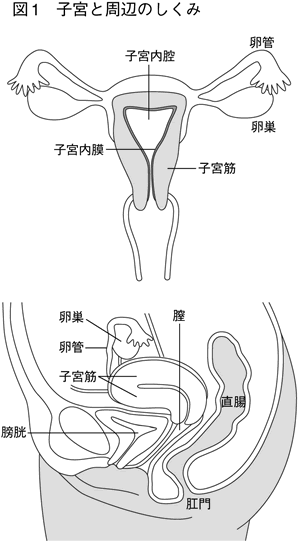 子宮 内 膜 が 厚い と 言 われ た