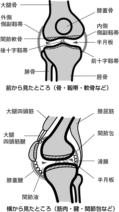 裏 名前 ひざ