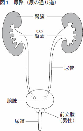 蛋白 尿 見た目