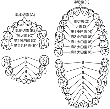 特集２ 虫歯予防 歯みがき 正しい食生活 定期的な受診 を基本に 全日本民医連