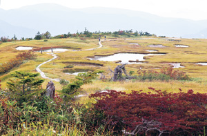 苗場山の山頂では、池塘と高山植物を眺めながら遊歩道を歩くことができる