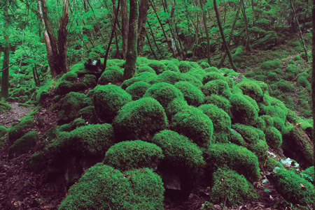 鮮やかな苔が一面に広がる山犬嶽は５～６月がオススメ（上勝町提供）