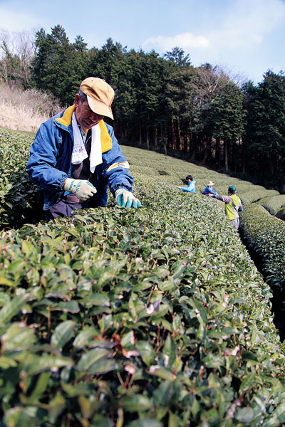 NPOのスタッフとともに茶葉の手入れをする井上さん