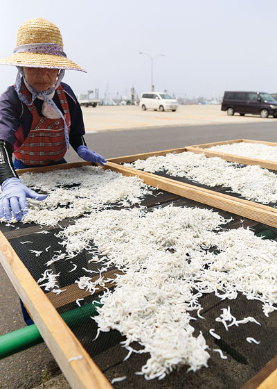 釜揚げシラスは天日干しに