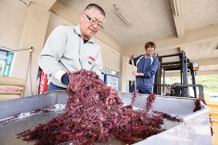 塩もみすると、まさに鶏のとさかのようにあざやかになるトサカノリ