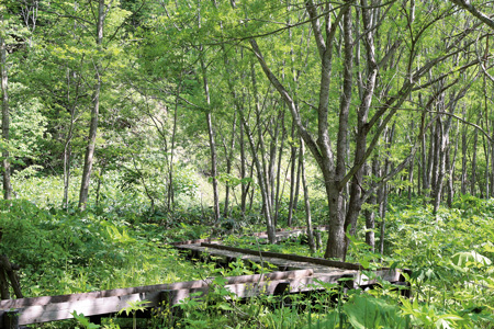 五味温泉の裏手に広がる「体験の森」。散策はもちろんのこと、林業体験も行われている
