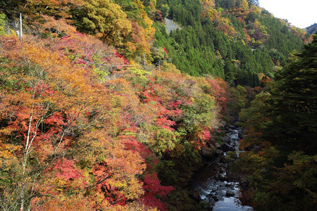 多摩川に沿って紅葉がしたたる奥多摩の秋（奥多摩観光協会提供）