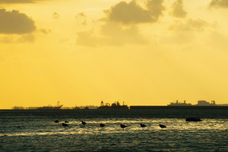 2019年　泡瀬干潟で休息する渡り鳥。背後で埋め立て工事が進む