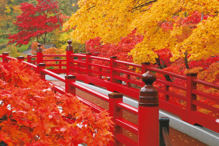 もみじ谷の紅葉と観月橋（弥彦観光協会提供）