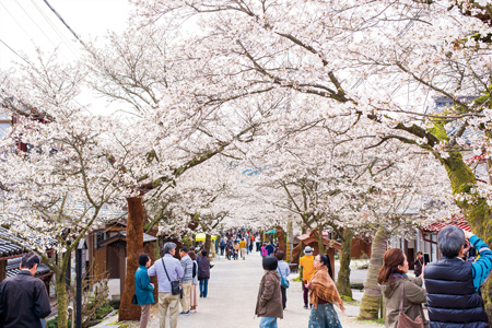 満開の頃には多くの観光客が訪れる「がいせん桜通り」（©岡山県観光連盟）