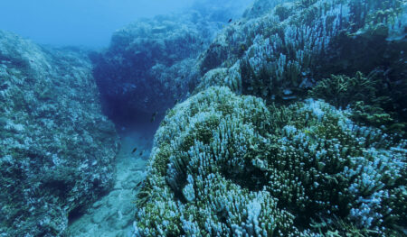 2024年12月　沖縄県名護市の大浦湾で