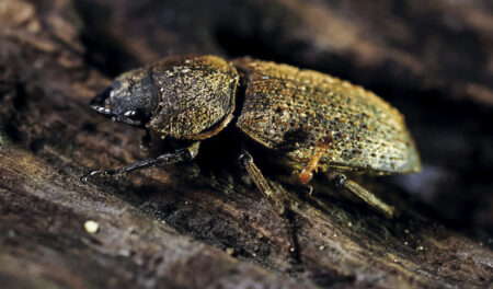 2024年9月、徳之島の天城町