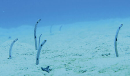 2025年7月、沖縄県本部町