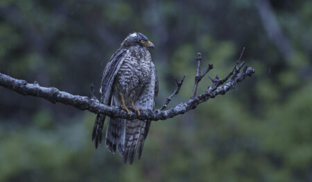2025年3月、沖縄県大宜味村