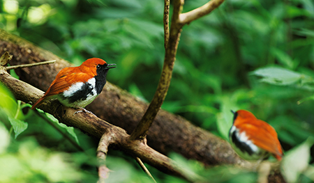 2022年2月、鹿児島県奄美大島