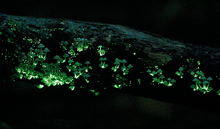 2025年3月、沖縄県国頭村