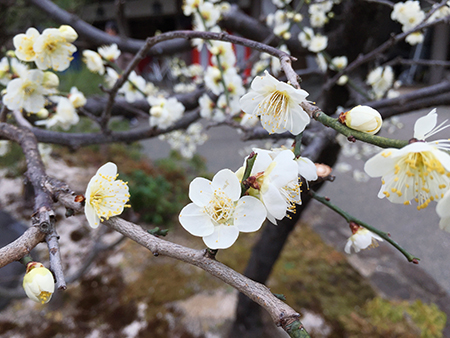 東京・湯島天満宮に咲く可憐な梅の花